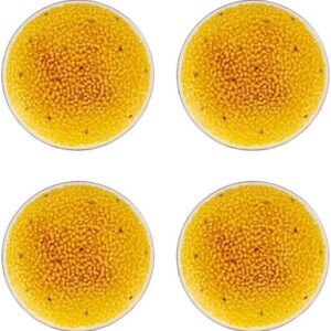 Bordallo Pinheiro Tropical Fruits Set of 4 Dessert Plates Passion Fruit